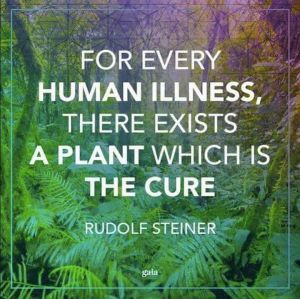 plant cure for illness Steiner